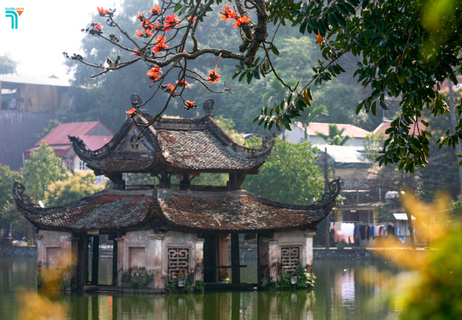 Hình ảnh Chùa Thầy dưới tán cây gạo 