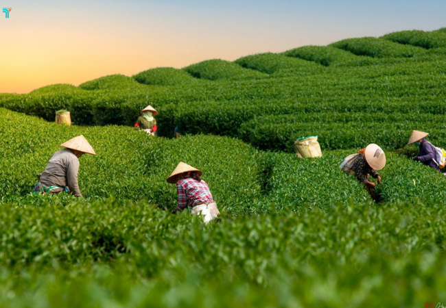 Nét đẹp lao động ẩn hiện giữa đồi chè xanh mát