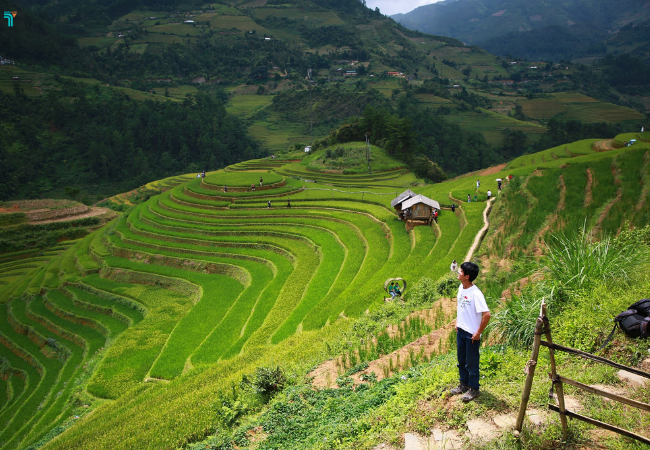 Mùa lúa chín là mùa bản Lao Chải Tả Van đẹp nhất. 
