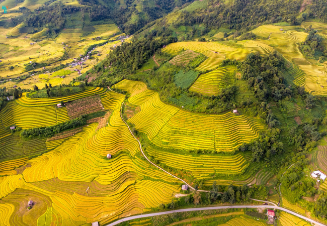 Nậm Cang, đắm chìm trong sắc vàng lúa chín