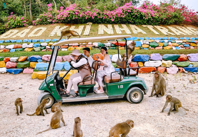Đảo Khỉ Nha Trang hiện nay đang bảo tồn và cũng là nơi sinh sống của hơn 1500 chú khỉ với mục đích phát triển tham quan du lịch